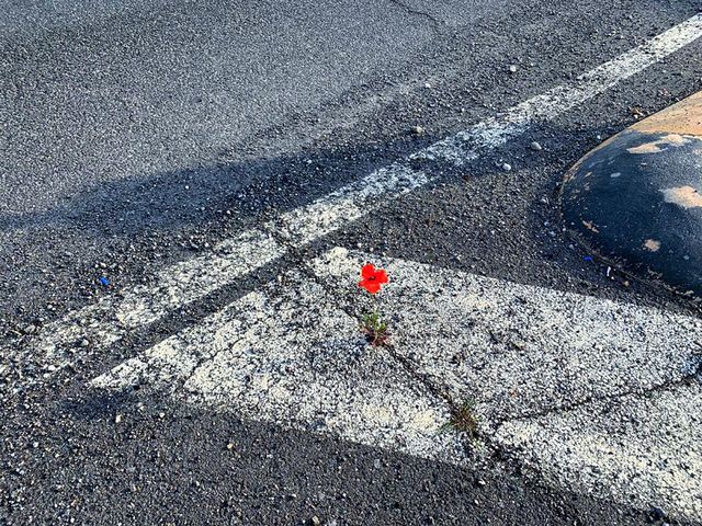 Human and nature.  A red poppy has grown in a crack in a highway road.  Part of the highway