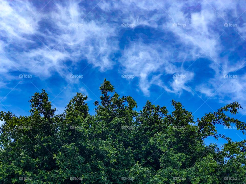 Deep blue and cloudy sky with green tree tops showing at the bottom of the scene- background- desktop 