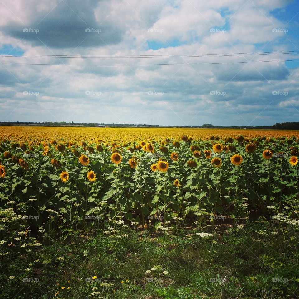 field of sunflowers in France