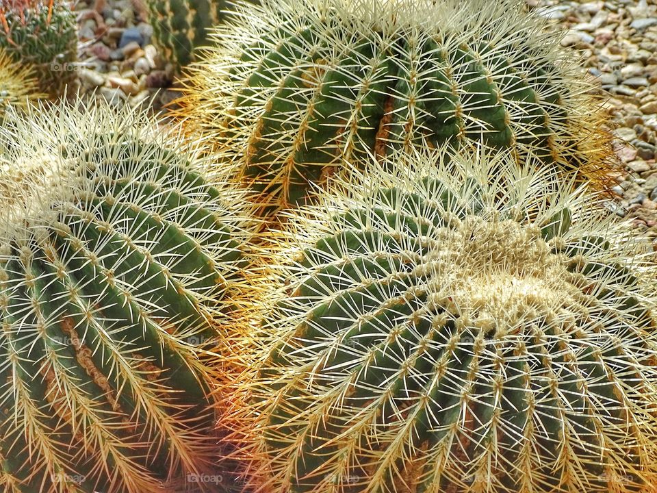 Cactus close up