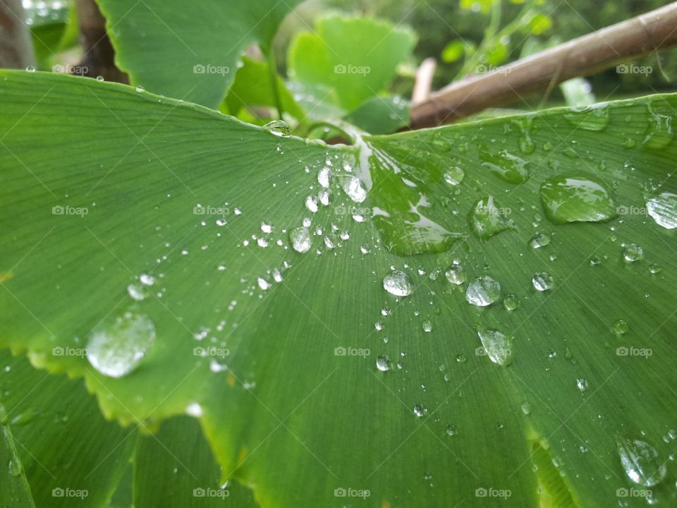 Drops on the foliage