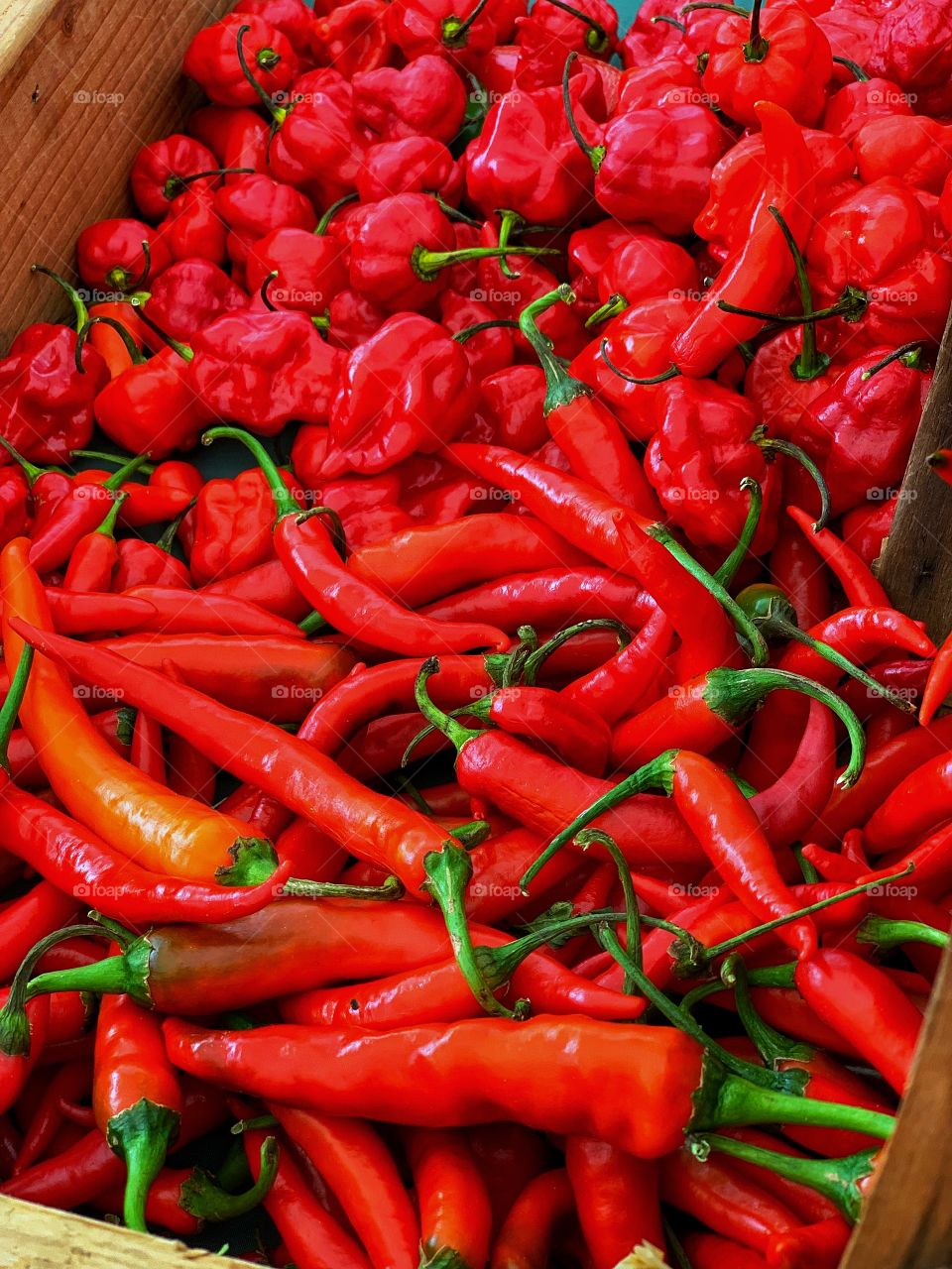 Red hot peppers. See the colors, feel the colors, taste the colors at your local Market!