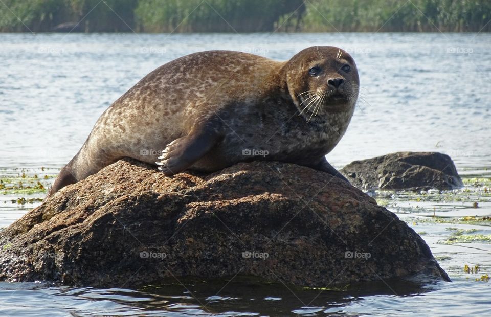 Gråsäl på klippa