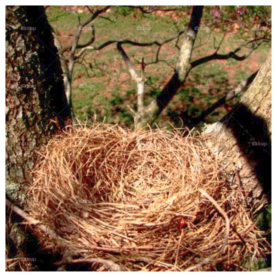 Bird's Nest