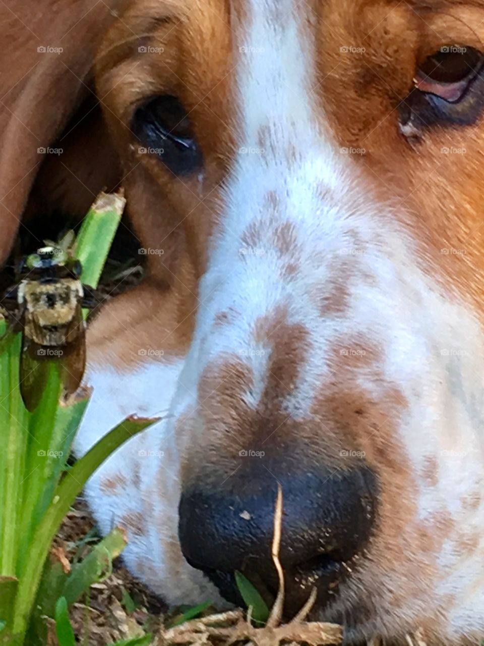 The study of pollination from the Basset perspective means focus and concentration. 