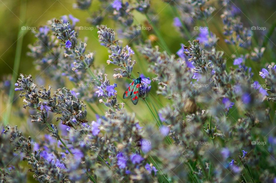 Gorgeous flowers in the mountains of the Krasnodar Territory