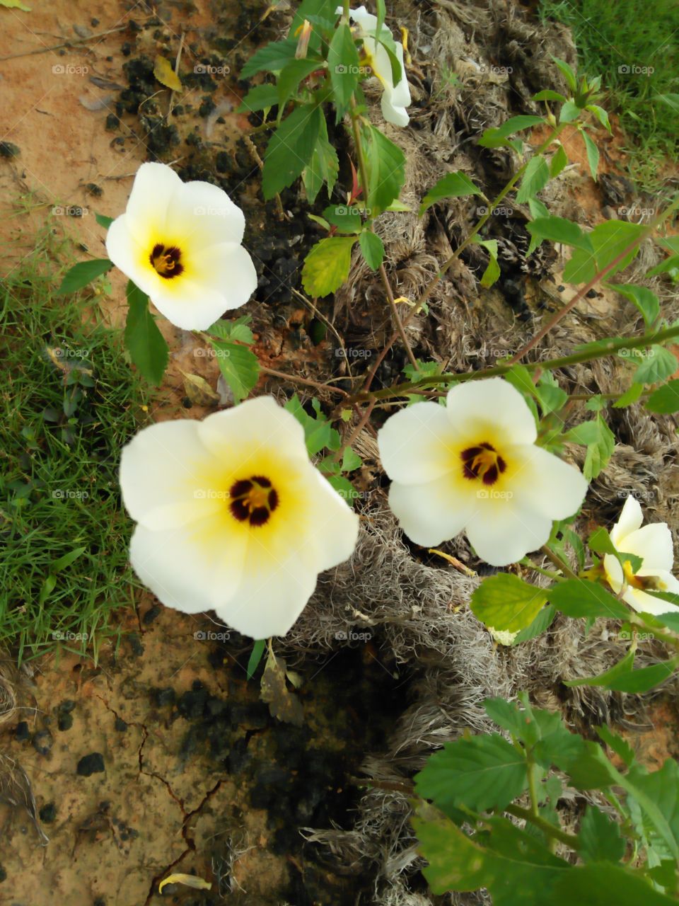 Flowers