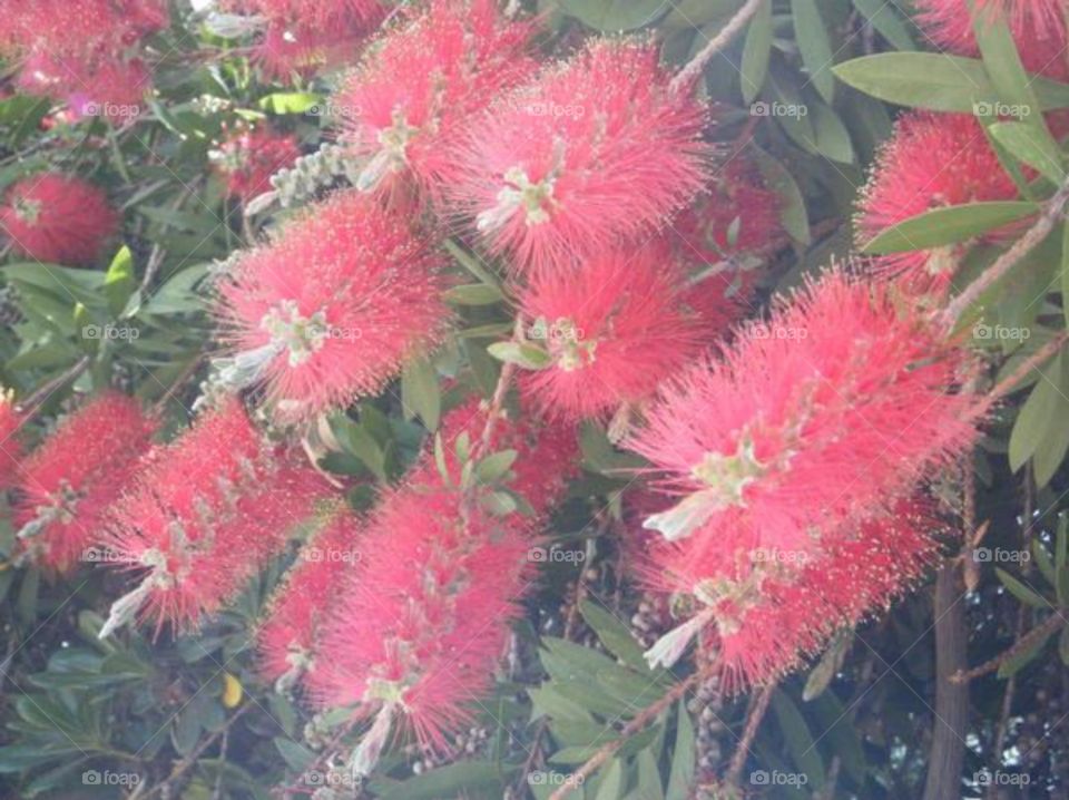 wonderful unique plant