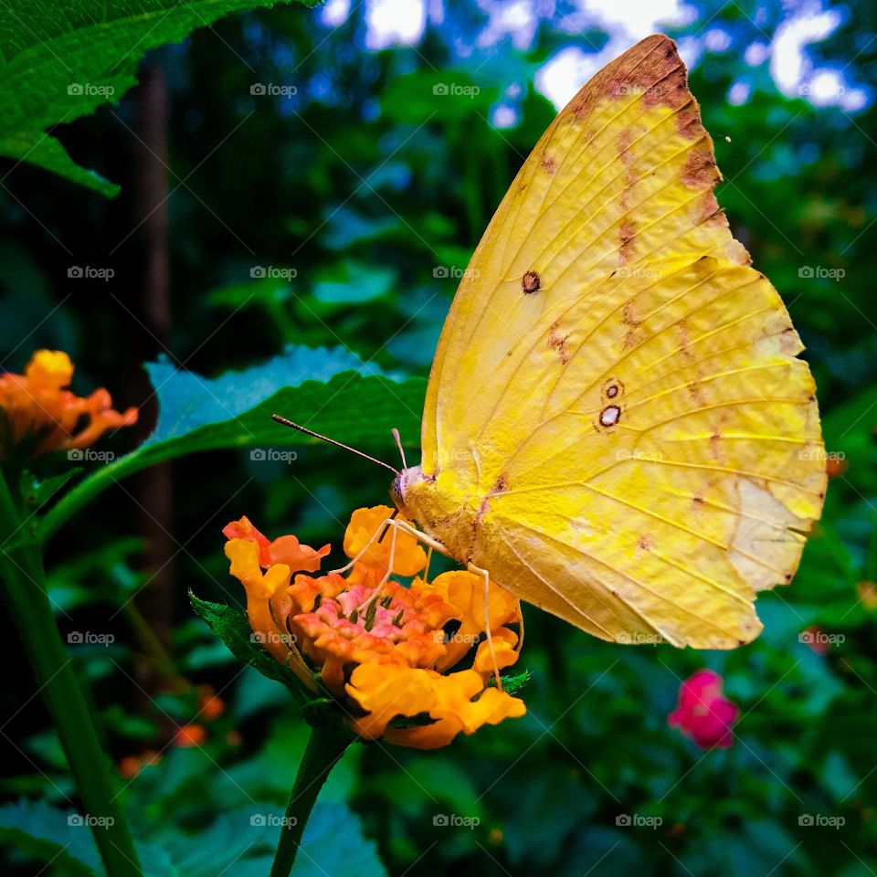 flower and butterfly