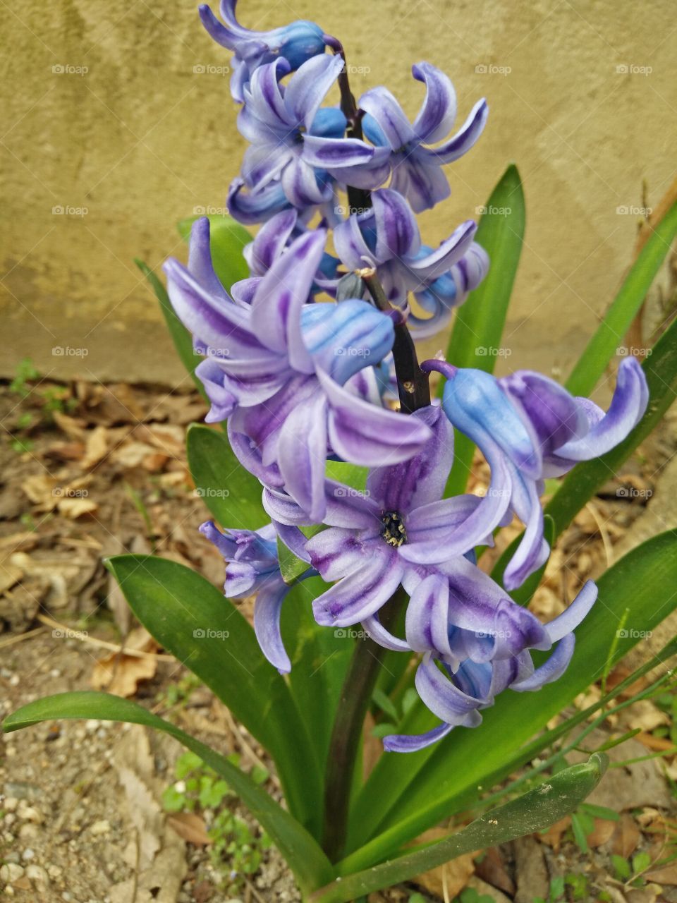 a colorful purple hyacinth flower in bloom in springtime