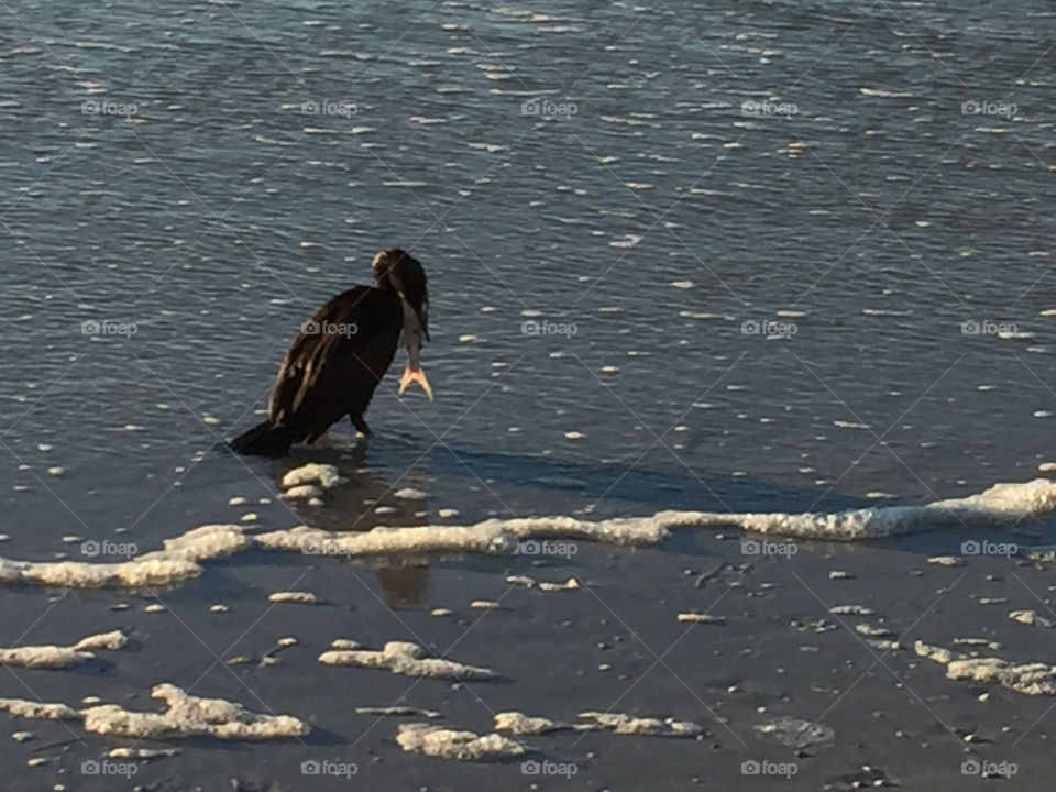 Beach bird with fish