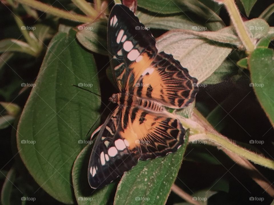 Tiger stripe butterfly