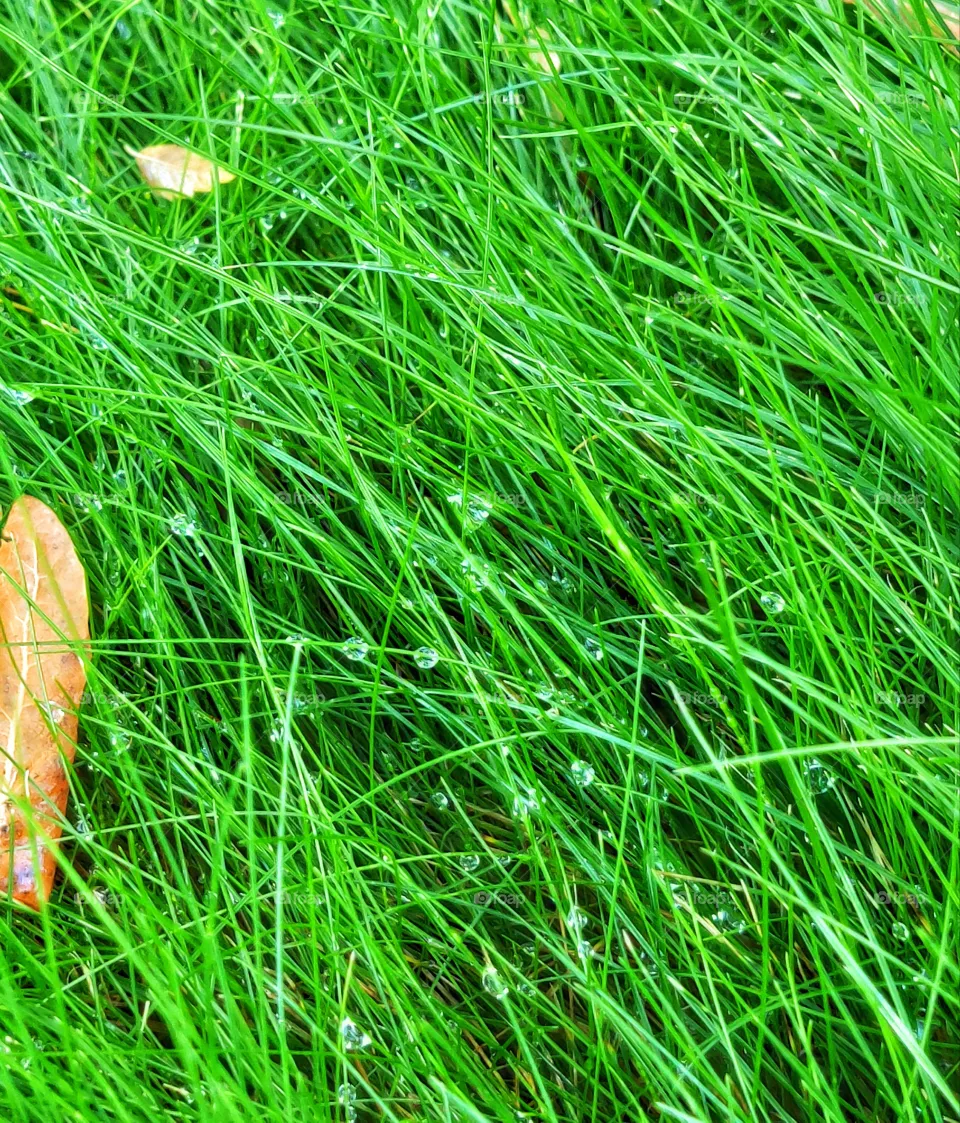 Dew on the grass