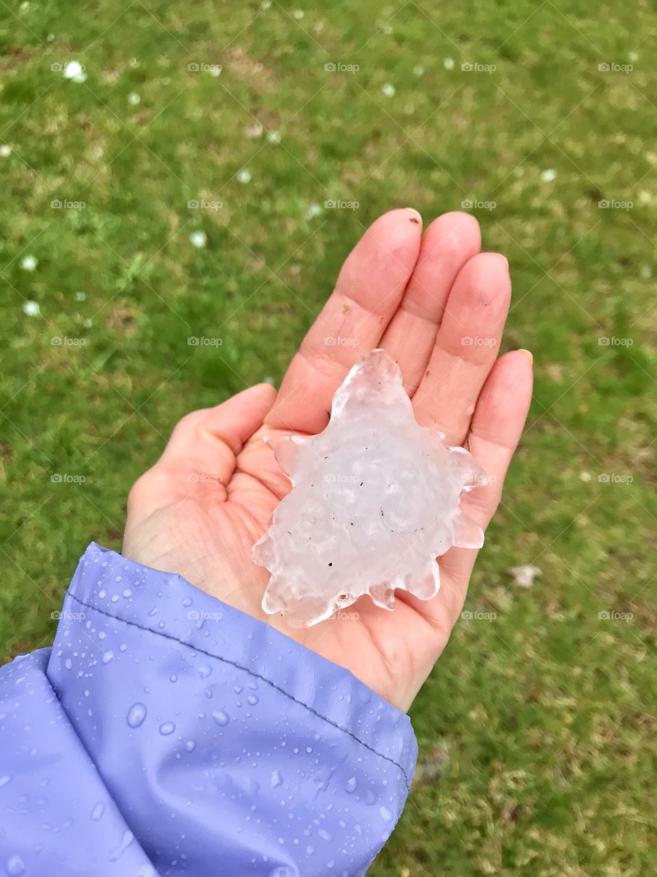 HUGE hail stone from a severe thunderstorm held in the hand of a woman wearing a purple rain jacket