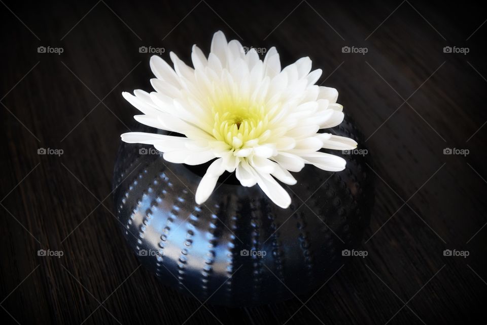 White flower in the pot