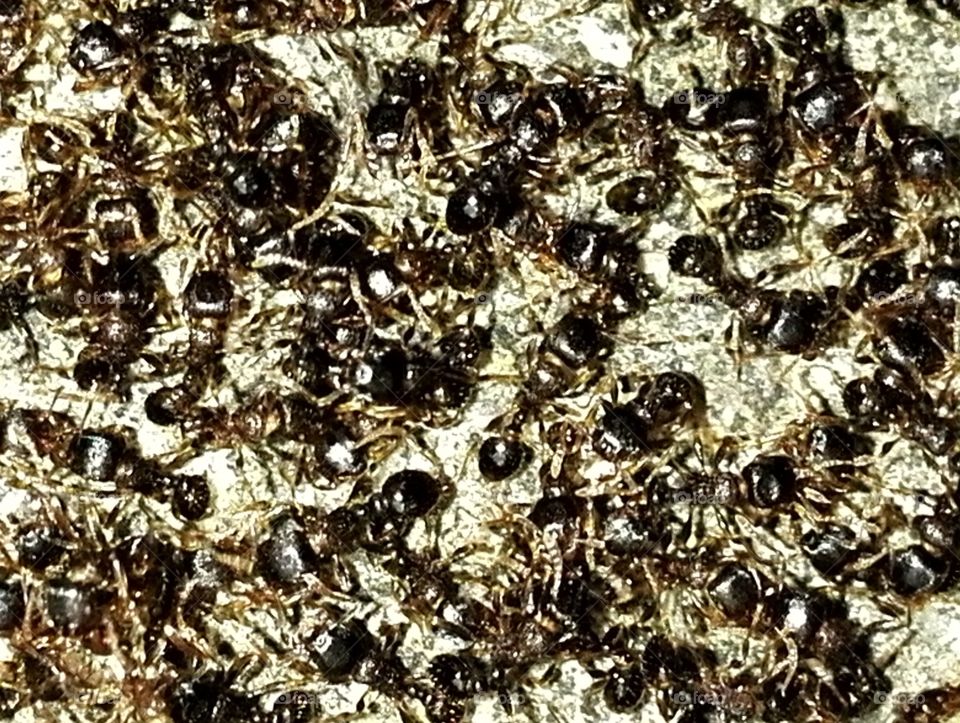 Ant swarm