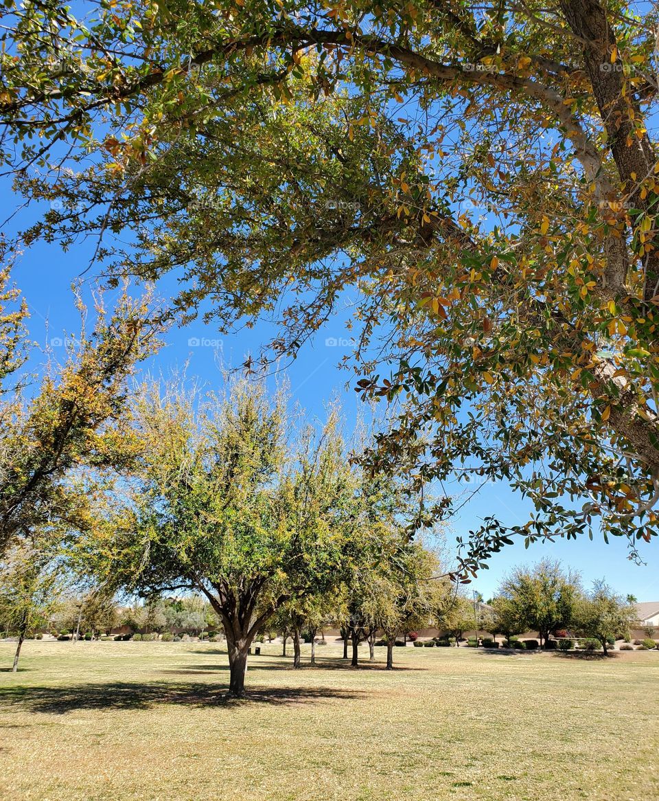 Spring Trees in the Park