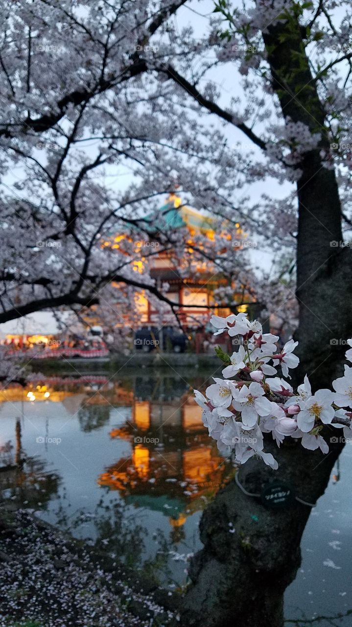 river side sakura