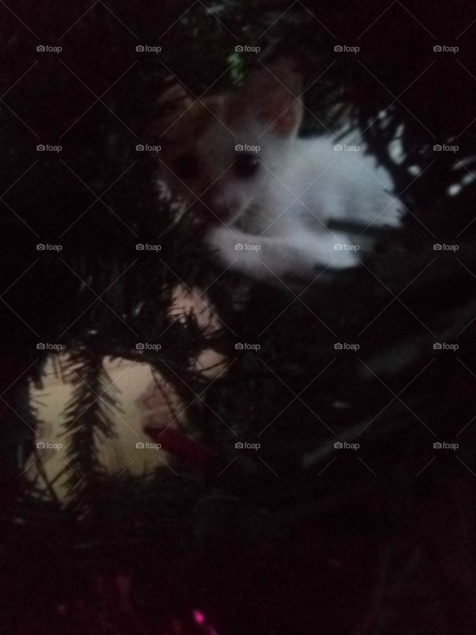 this is the new member of our family we are are very happy to have her in our family her name is misise