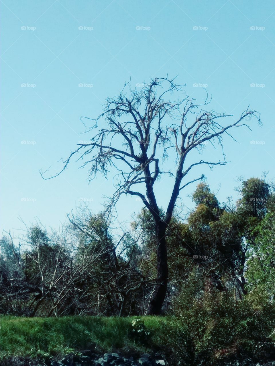 Delta Tree