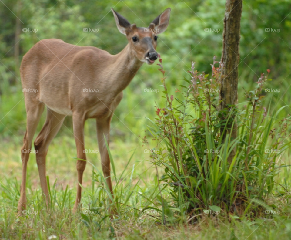 deer doe deer eating by lightanddrawing
