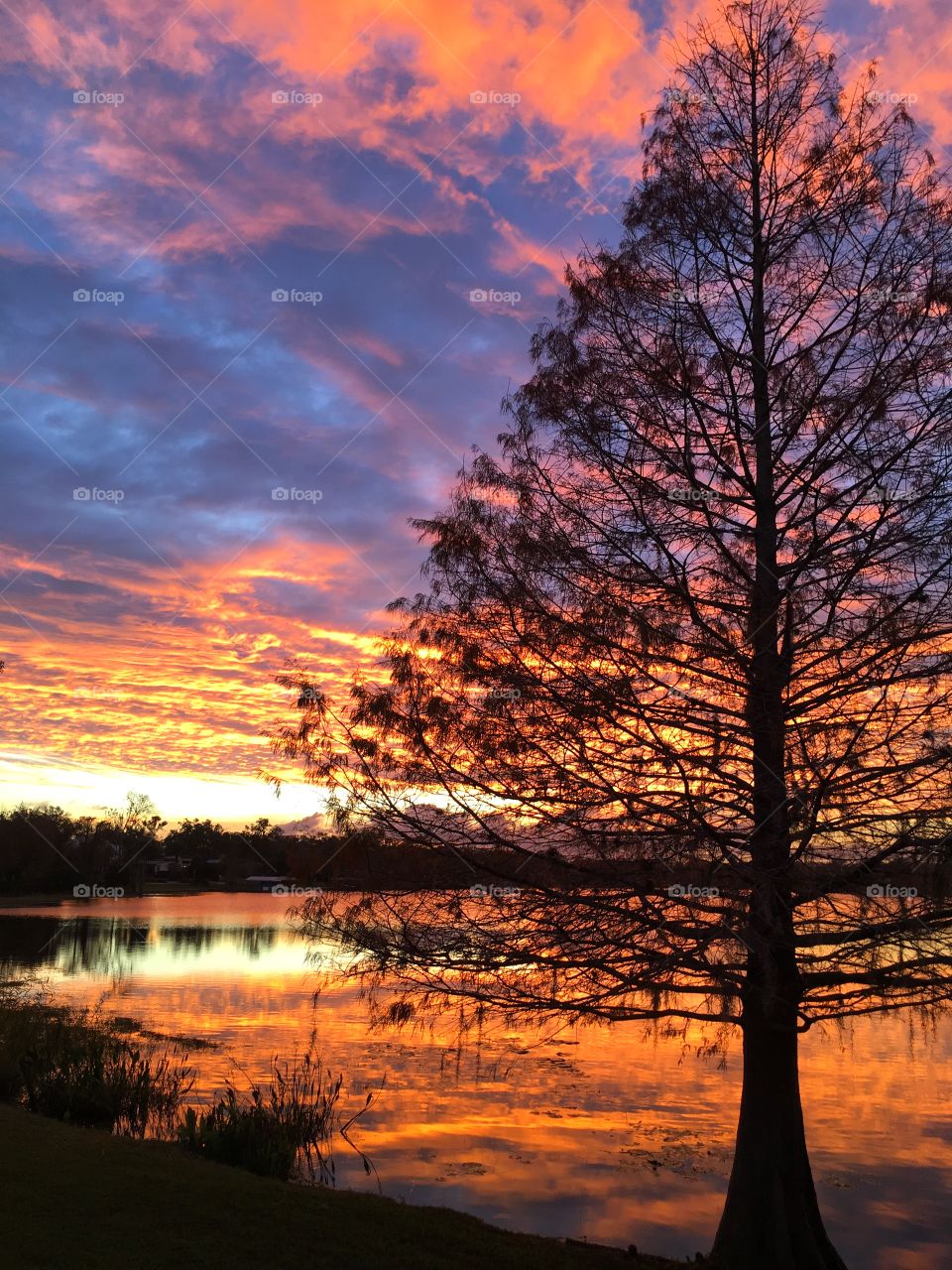 Tree sunset