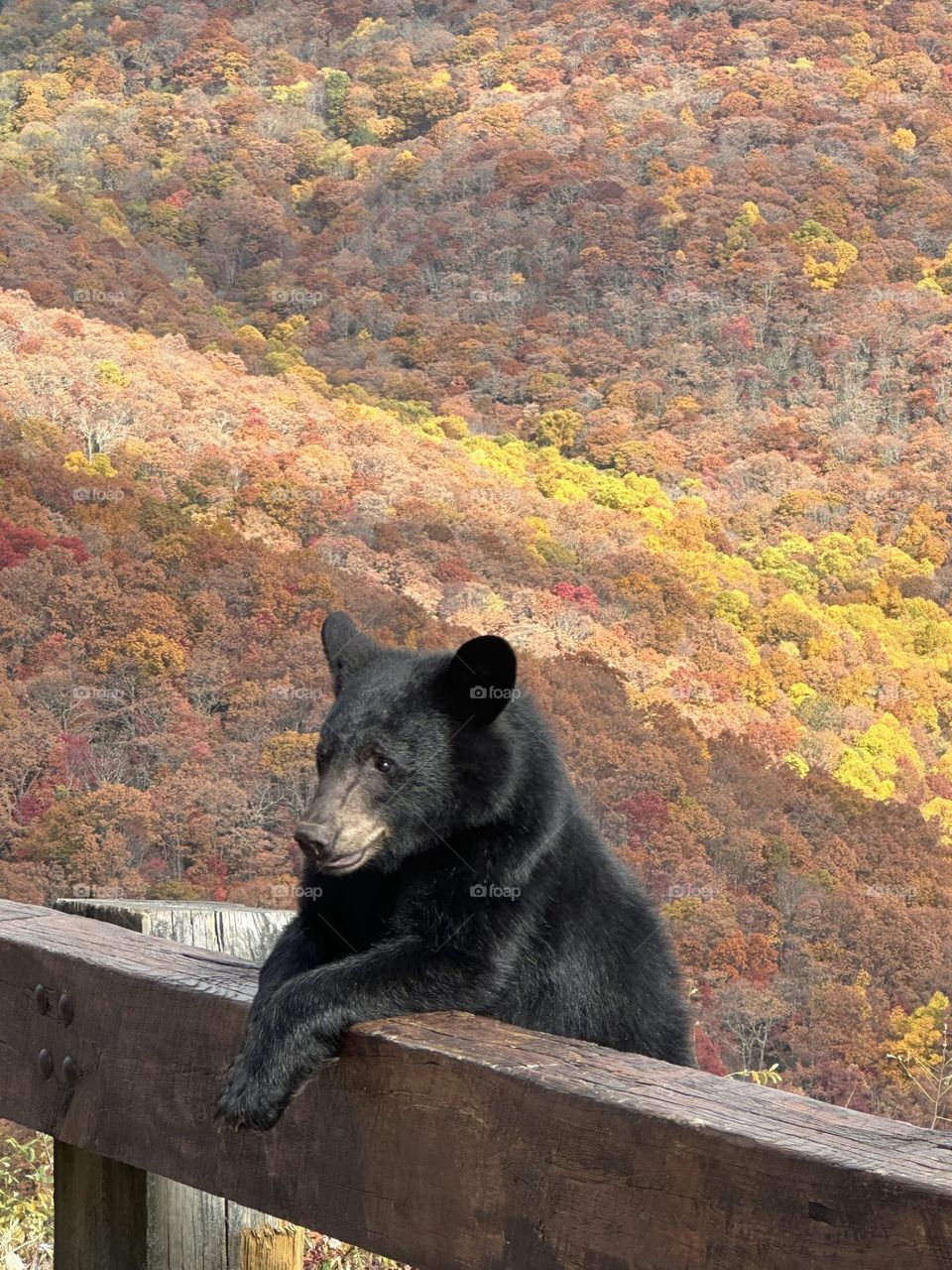 Bear posing