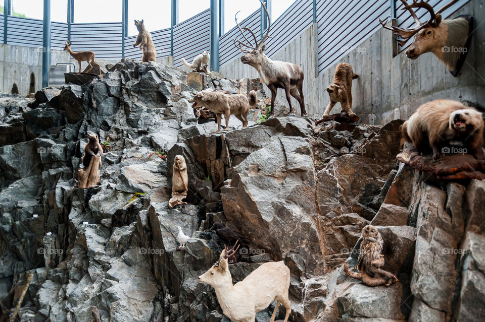 Endangered Eurasian species. Stuffed animals on display.