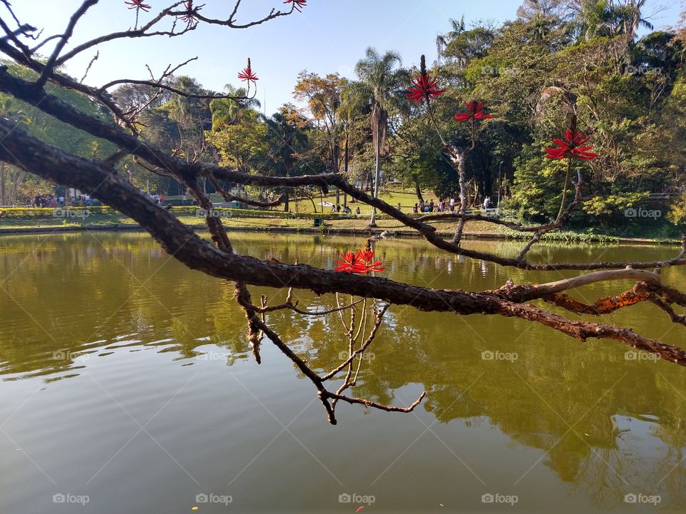 reflexo da natureza