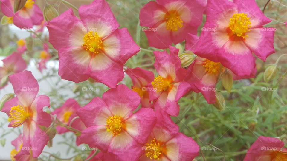 Fiesty Hot Pink Flowers I Photographed