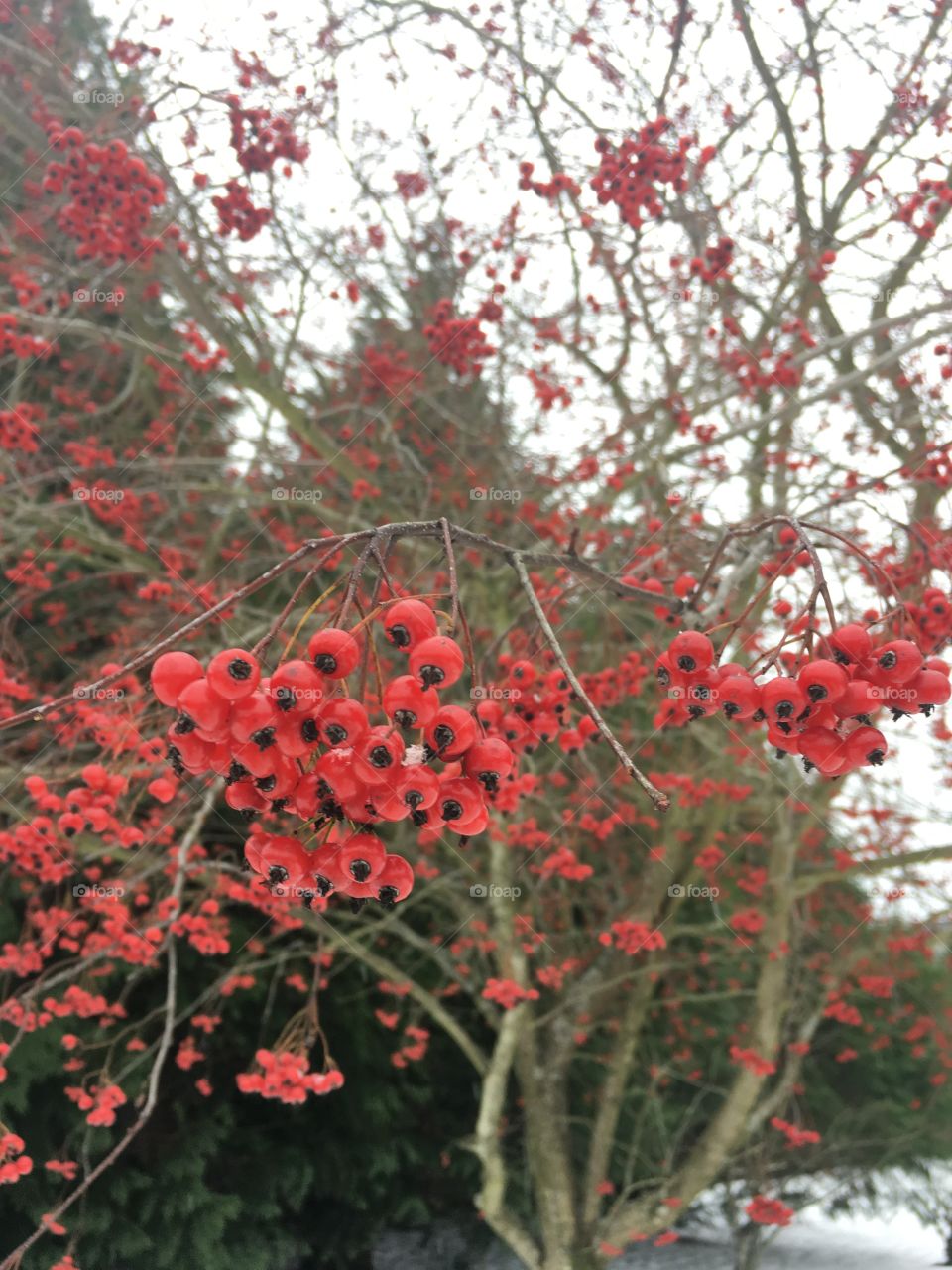 Winter red berries