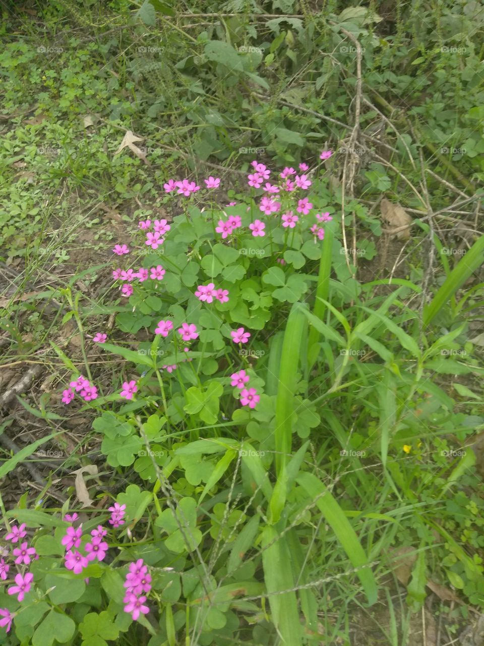 beautiful flowers that always grow in this same spot every year