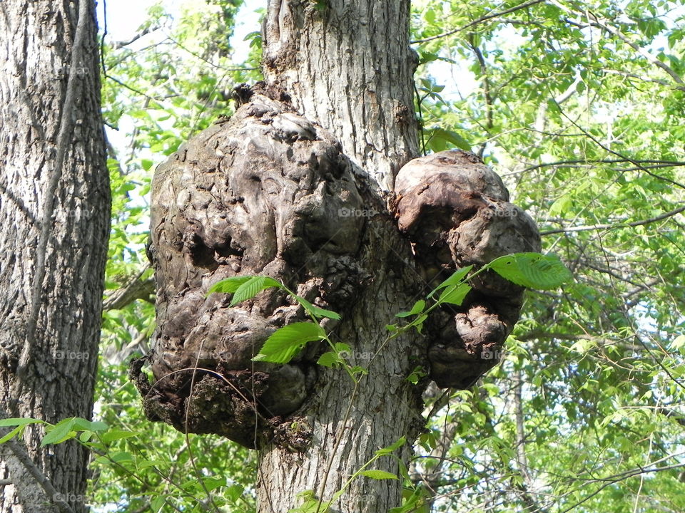 tree with growths on it.