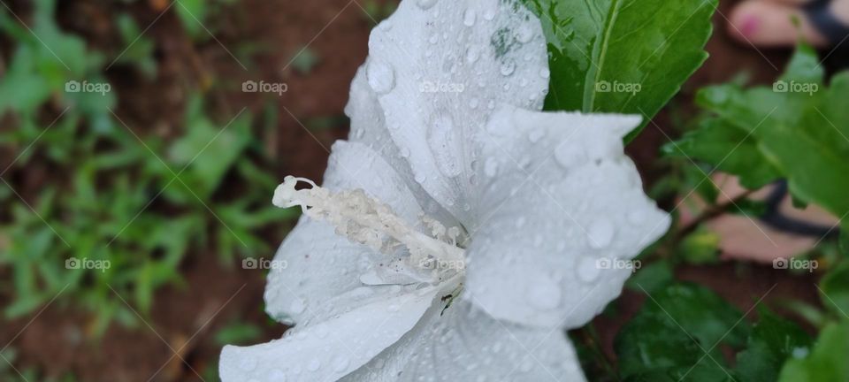 white flower with water drops
