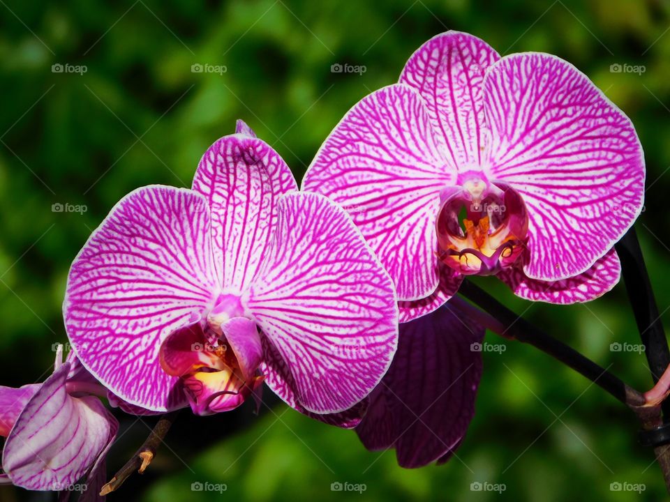 Pretty pink orchids