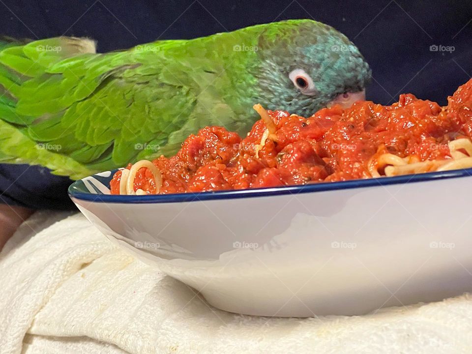 Parrot sharing spaghetti with a man.