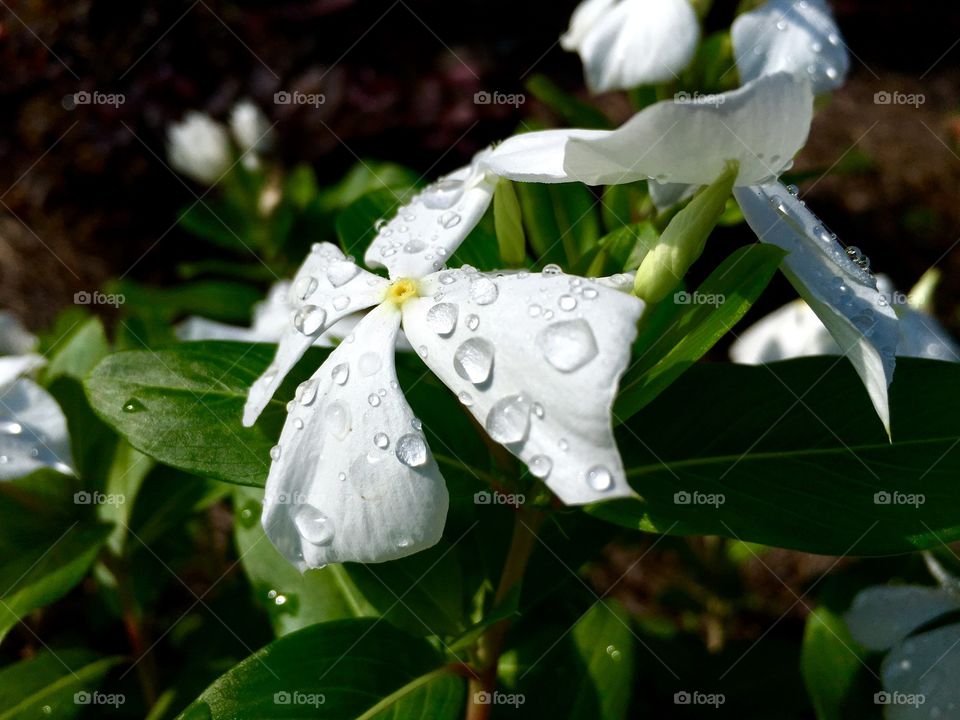 White, dew covered flowers.