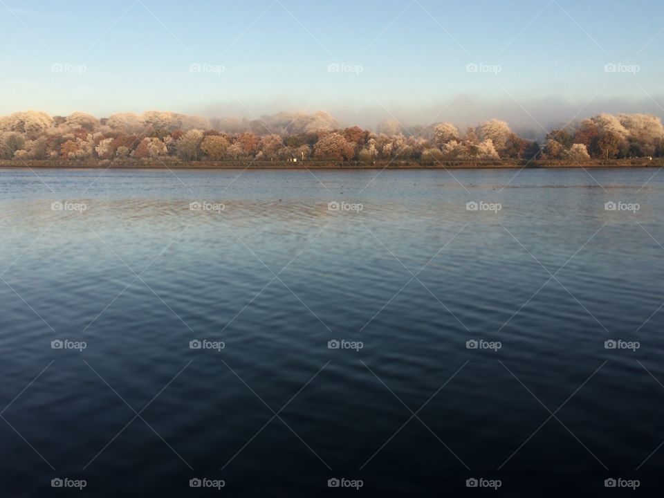 Frozen trees on a cold afternoon 