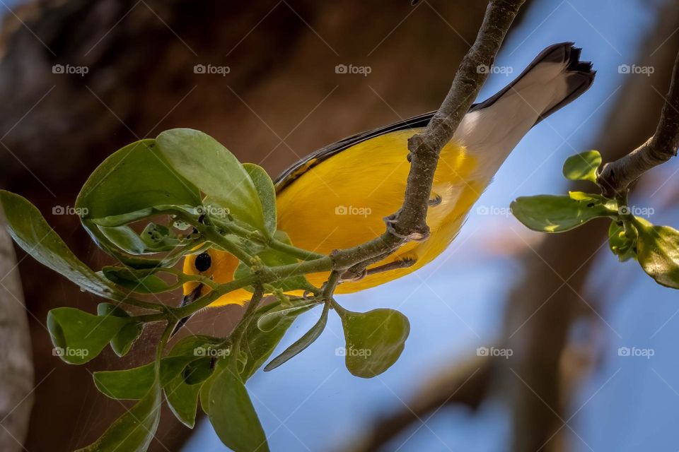 Well, I was standing under the mistletoe, but all I got was a glare through the foliage..
.
Prothonotary Warbler (Protonotaria citrea)