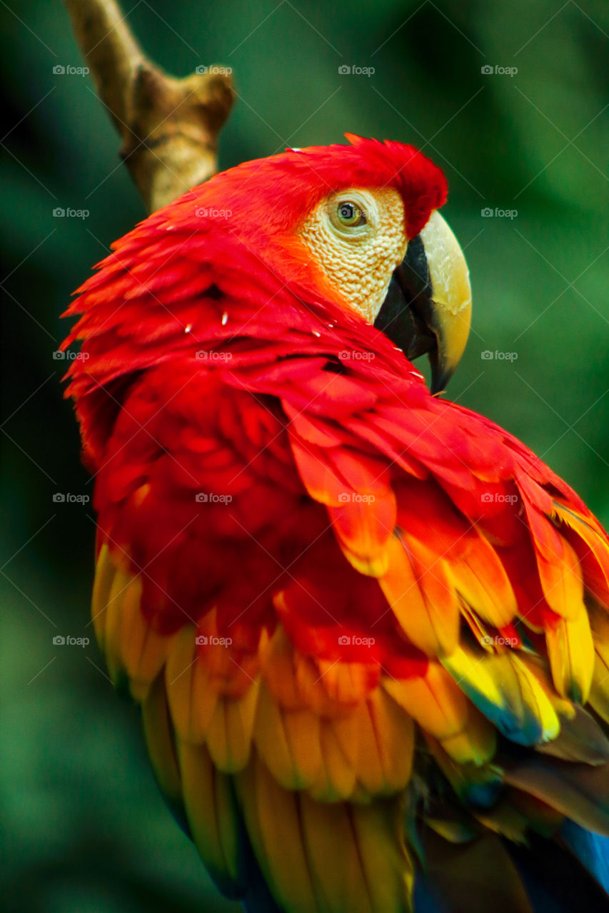 Close-up of a beautiful scarlet macaw.