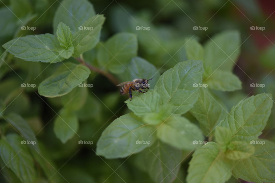 Bee sitting on a plant