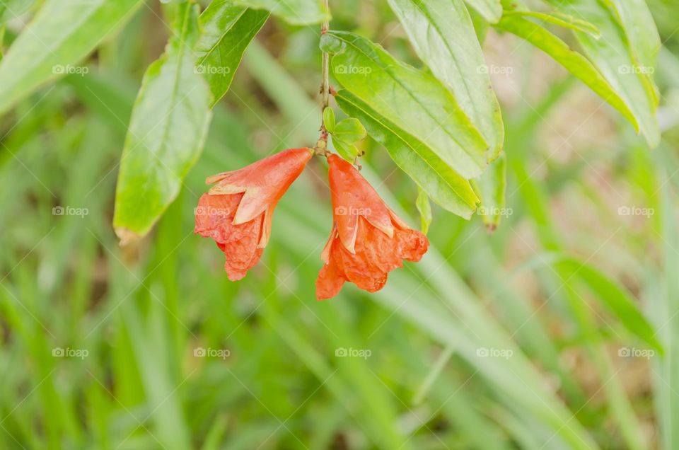 Pomegranate Blossom