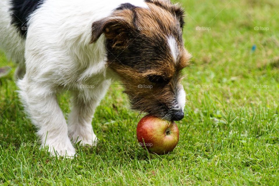 Jack russell