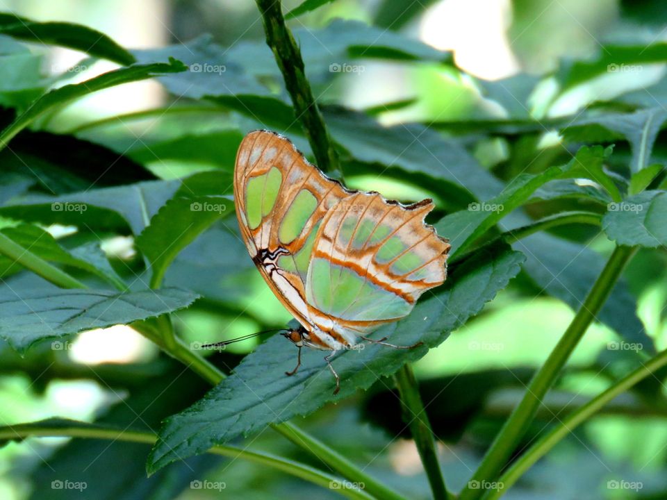 malachite butterfly