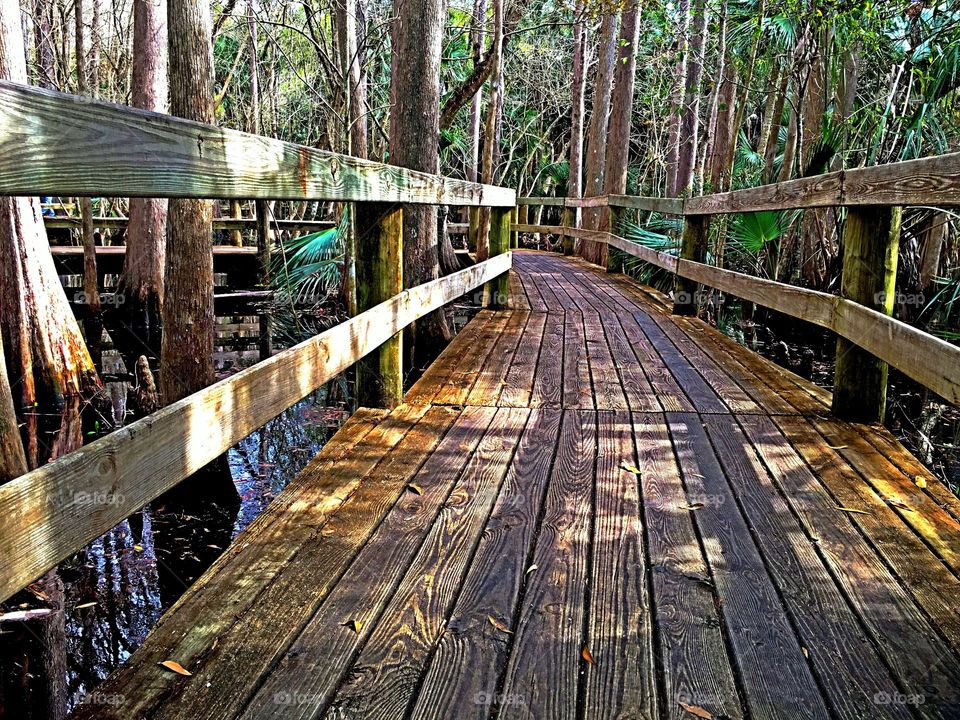 Boardwalk through a cypress swamp