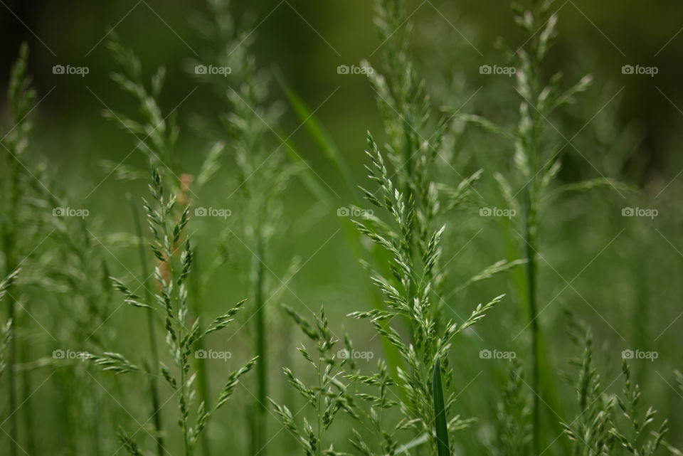 Grass Tassels