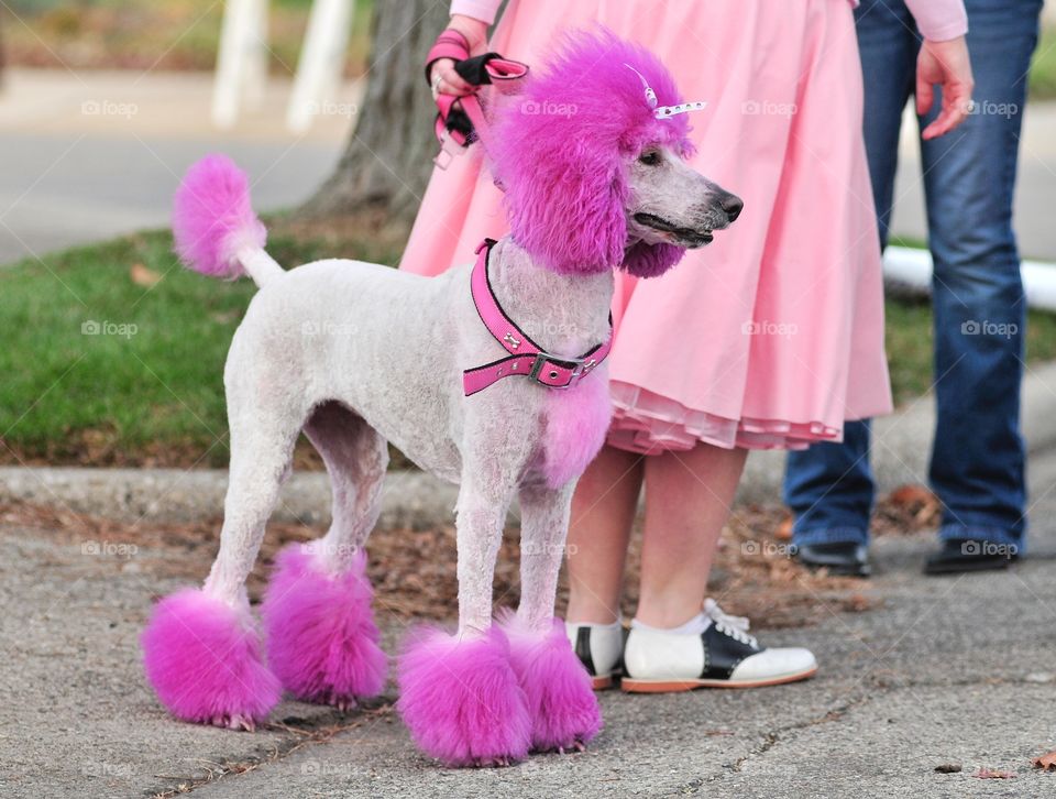 Pink poodle all ready for the sock hop