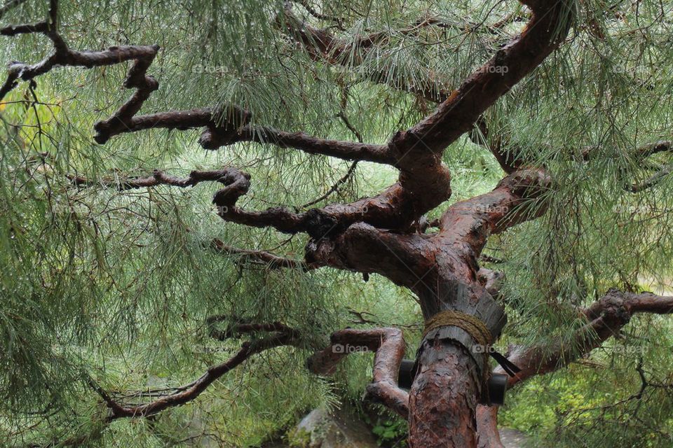 green nature tree branches by Petalskull