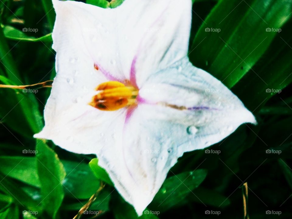 Nature beautiful flower