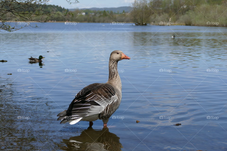 Goose